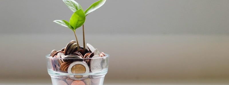 plant potted in coins